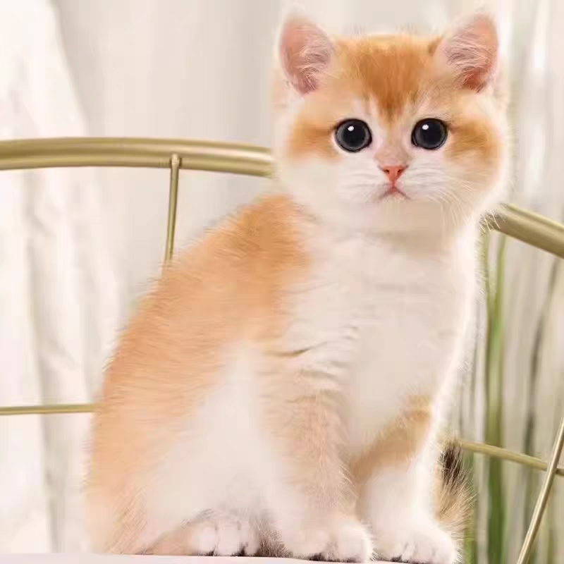猫舍直销批发价格出售英短金渐层